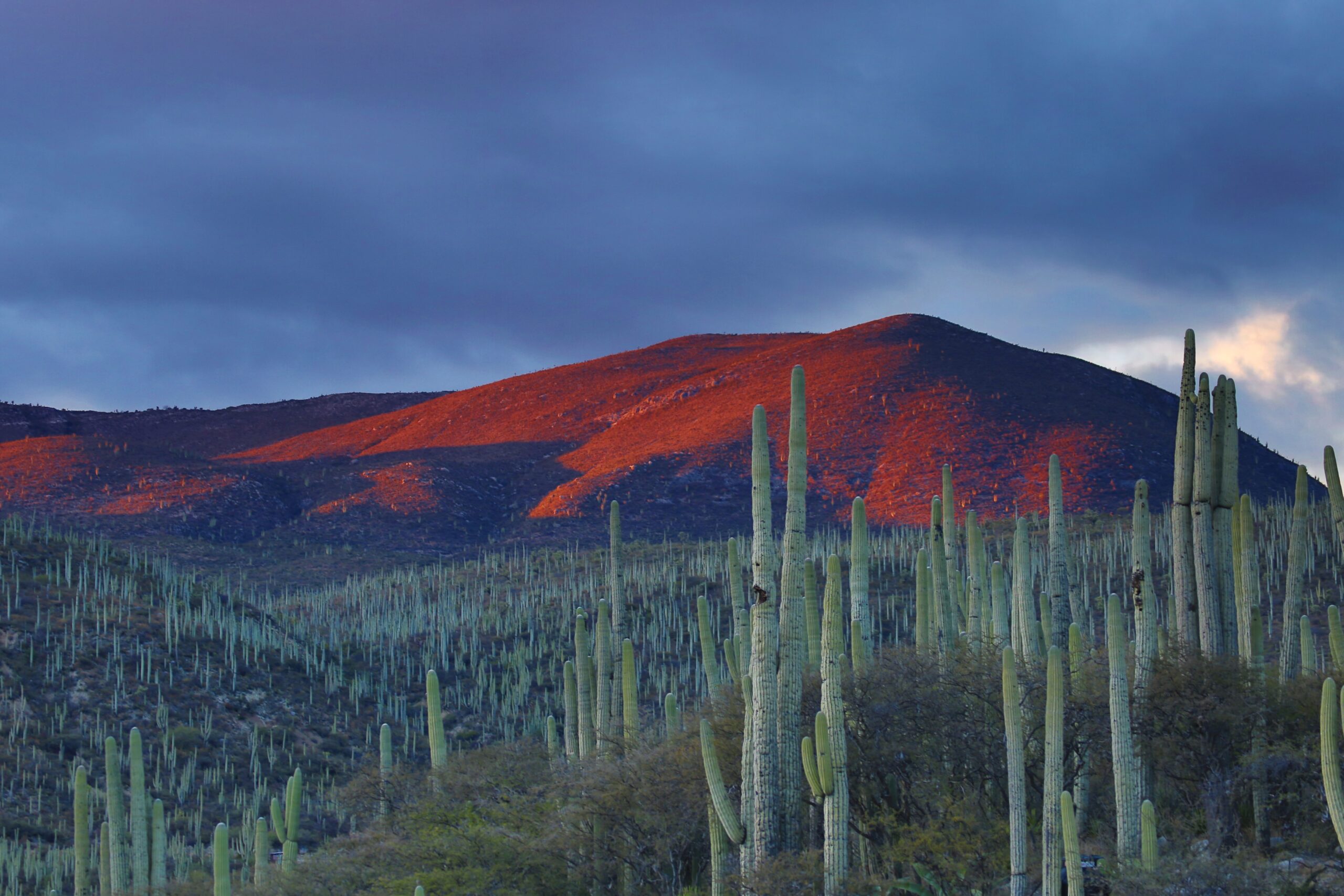 click the image to go to the Mexico page