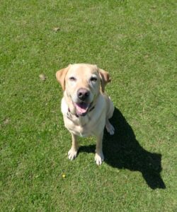 Gracie Copyright © letsexplorehere.com