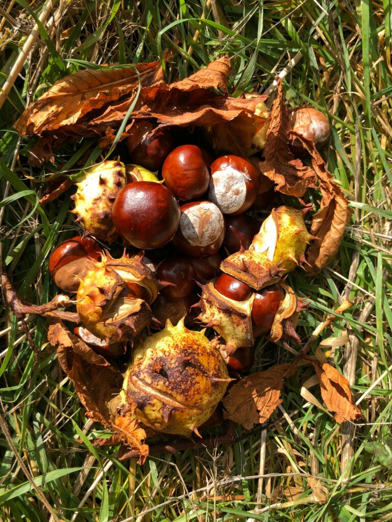 Conkers in Luxembourg