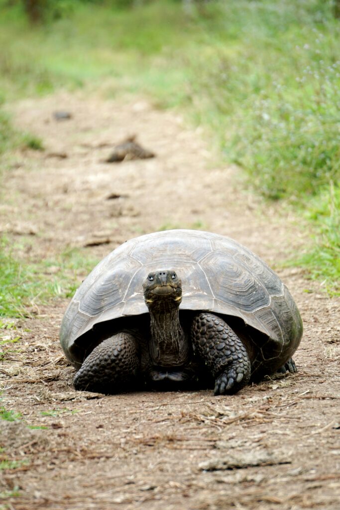 Slow tortoise representing slow lorries in Germany