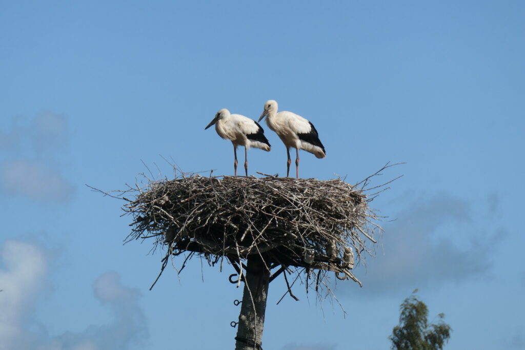 Storks in nest in Latvia
Copyright © letsexplorehere.com
