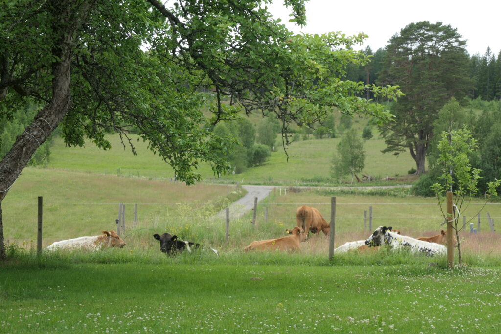 Cows in the garden of the Sheep Inn in Prästhög in Sweden
Copyright © letsexplorehere.com
