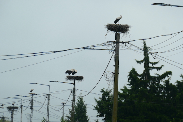 storks in Hungary
Copyright © letsexplorehere.com