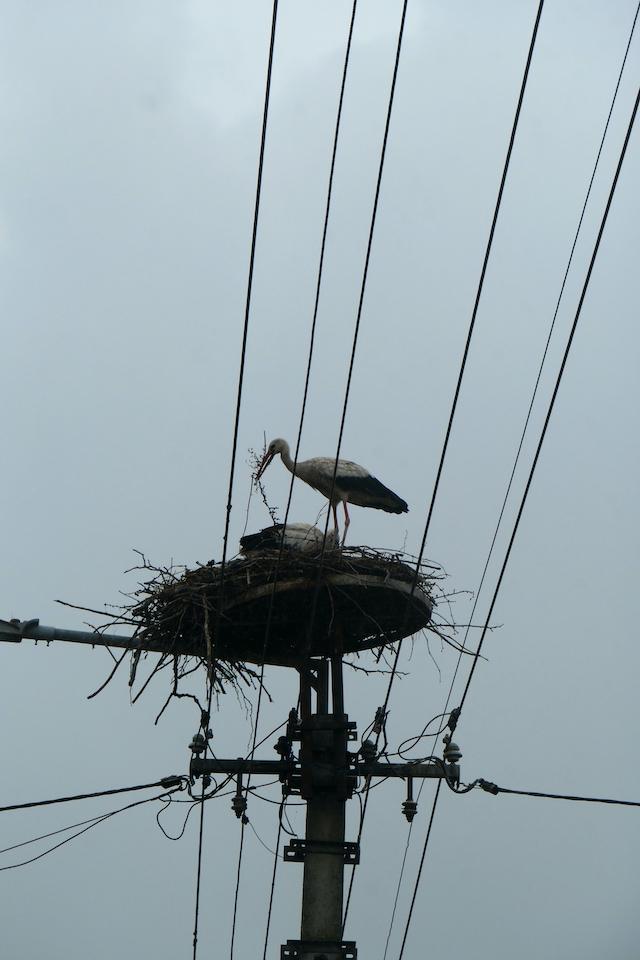 storks in Hungary
Copyright © letsexplorehere.com