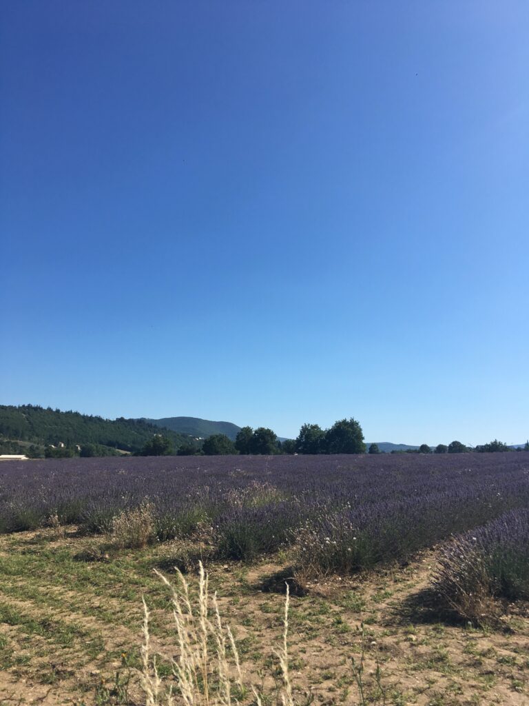 Lavender fields in Gordes in France
Copyright © letsexplorehere.com