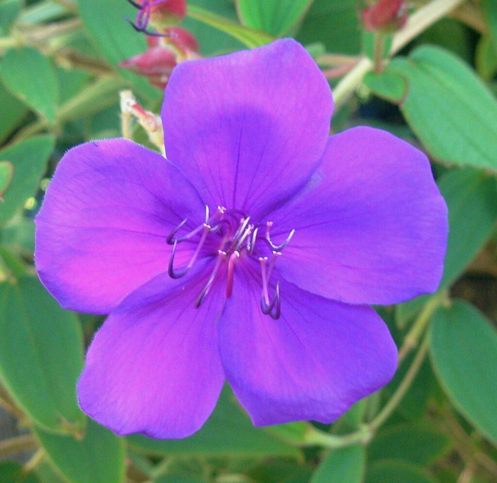 Tutukaka flora, New Zealand
Copyright © letsexplorehere.com