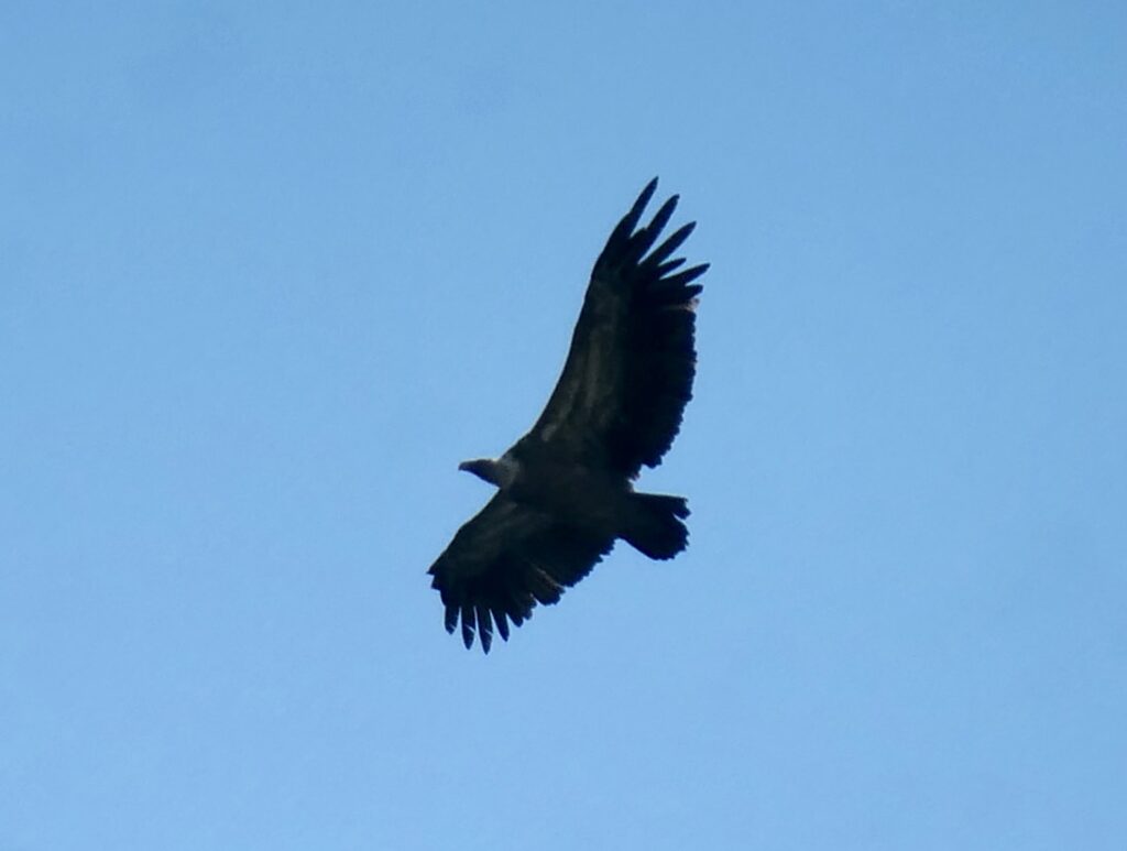 Vulture in the Verdon gorge, France
Copyright © letsexplorehere.com