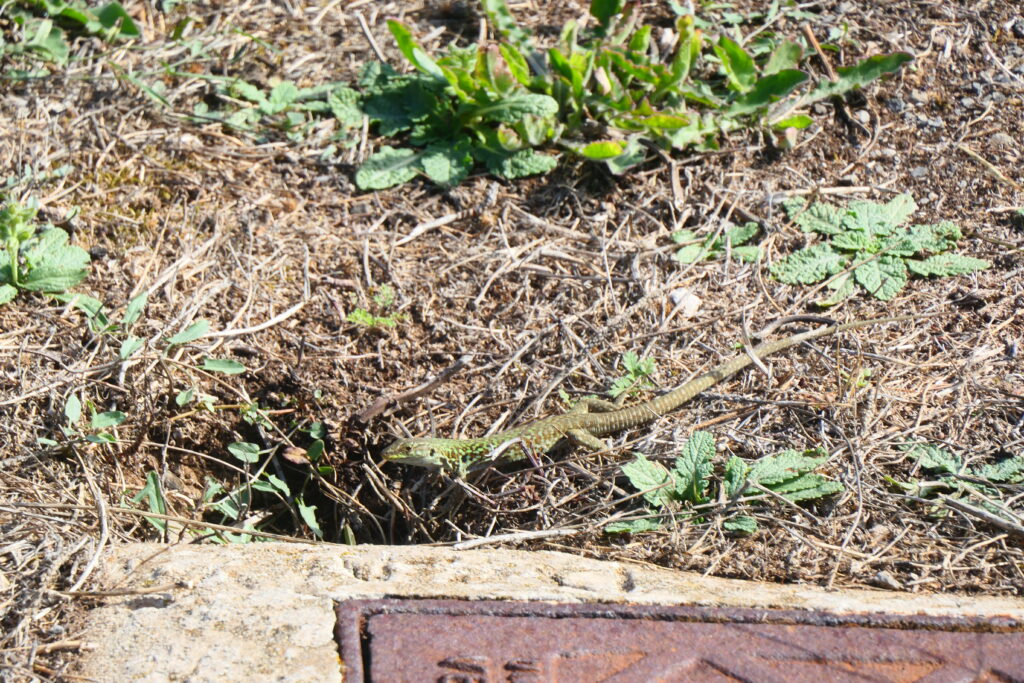 Tyrrhenian wall lizard at the Temple of Antas
Copyright © letsexplorehere.com
