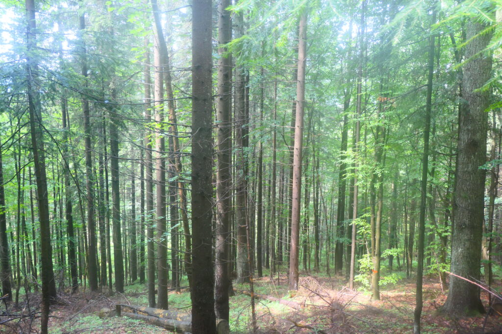 Hiking in the forests around Dobšiná, Slovakia
Copyright © letsexplorehere.com
