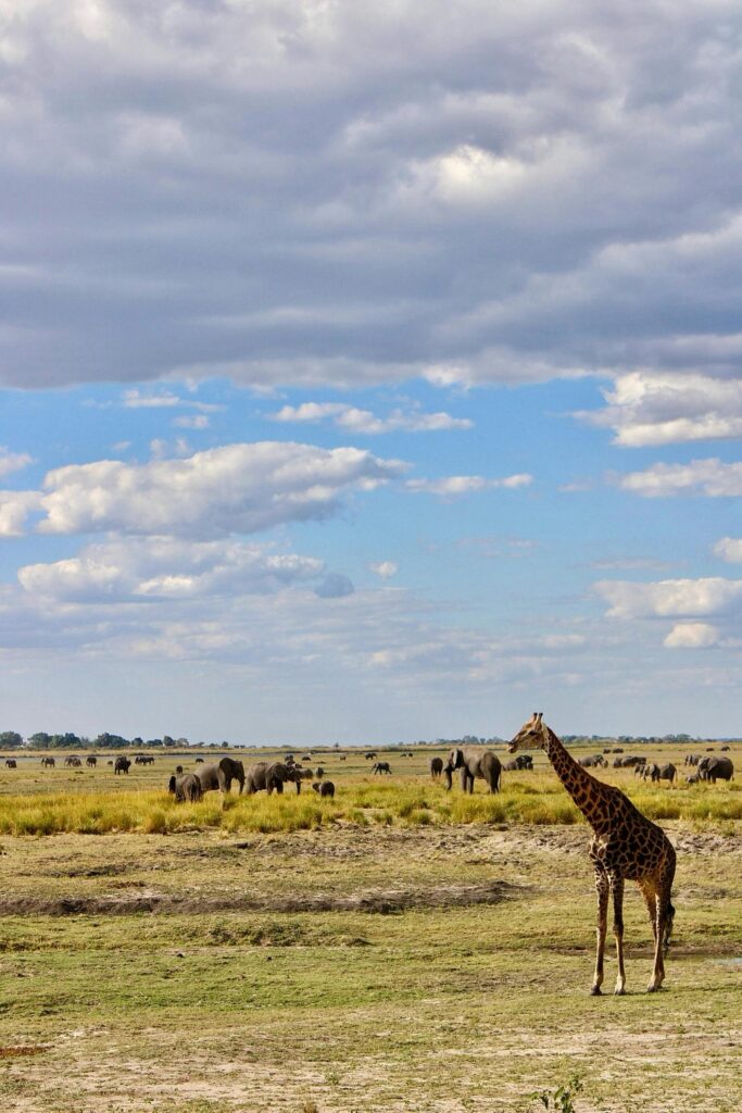 Giraffes and elephants in Chobe, Botswana