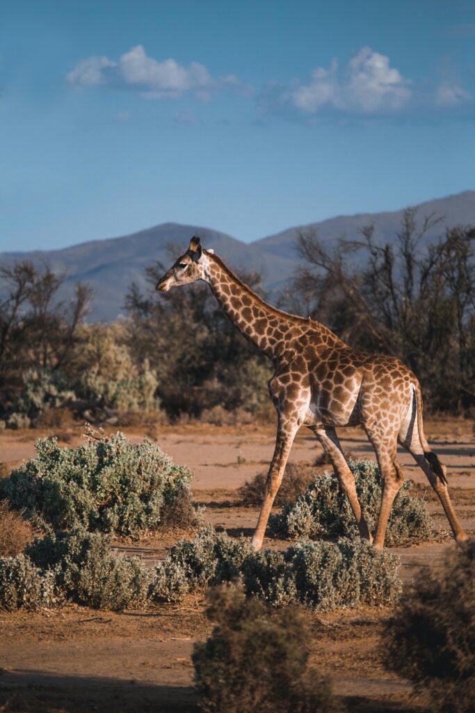 Baby giraffe in Chobe, Botswana