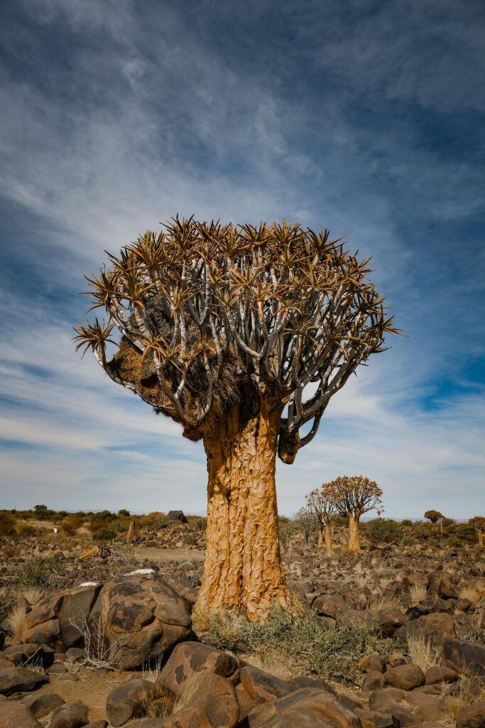 A quiver tree, Keetmanshoop, Namibia