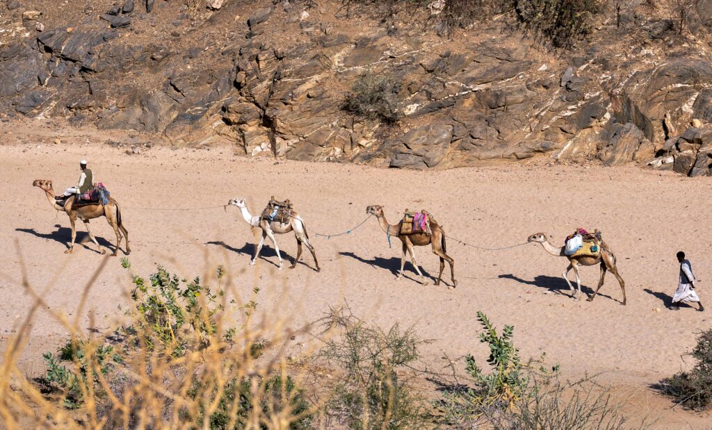 A camel train, Eritrea