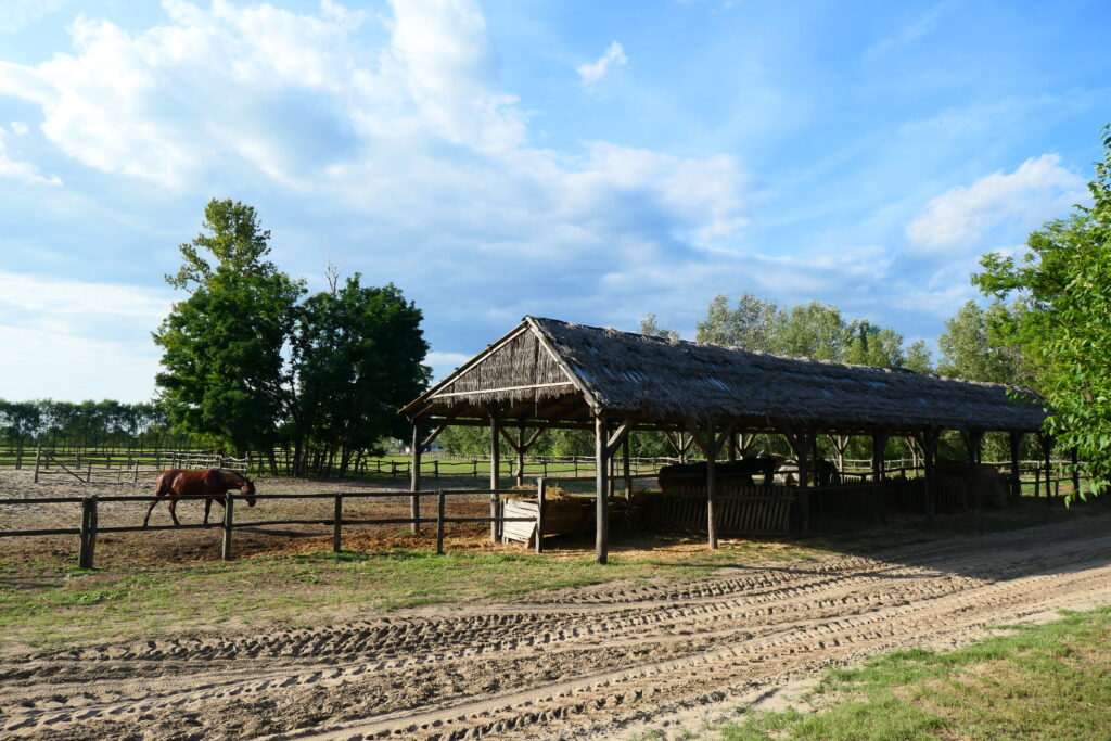 Horses in the stud farm, Felsőlajos, Hungary
Copyright © letsexplorehere.com
