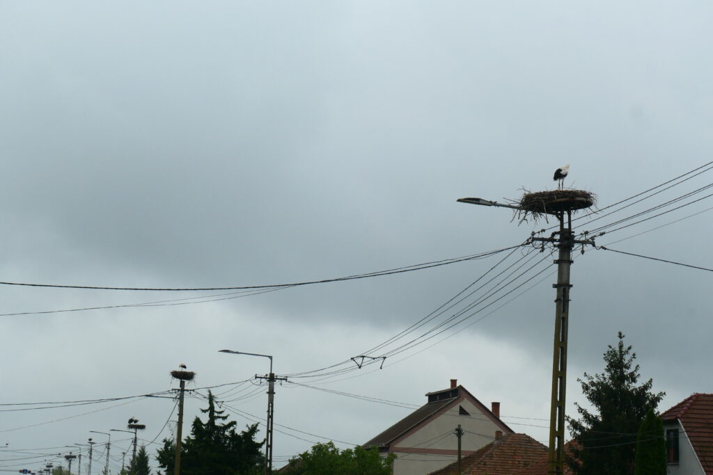 Storks galore in Görbeháza, Hungary
Copyright © letsexplorehere.com