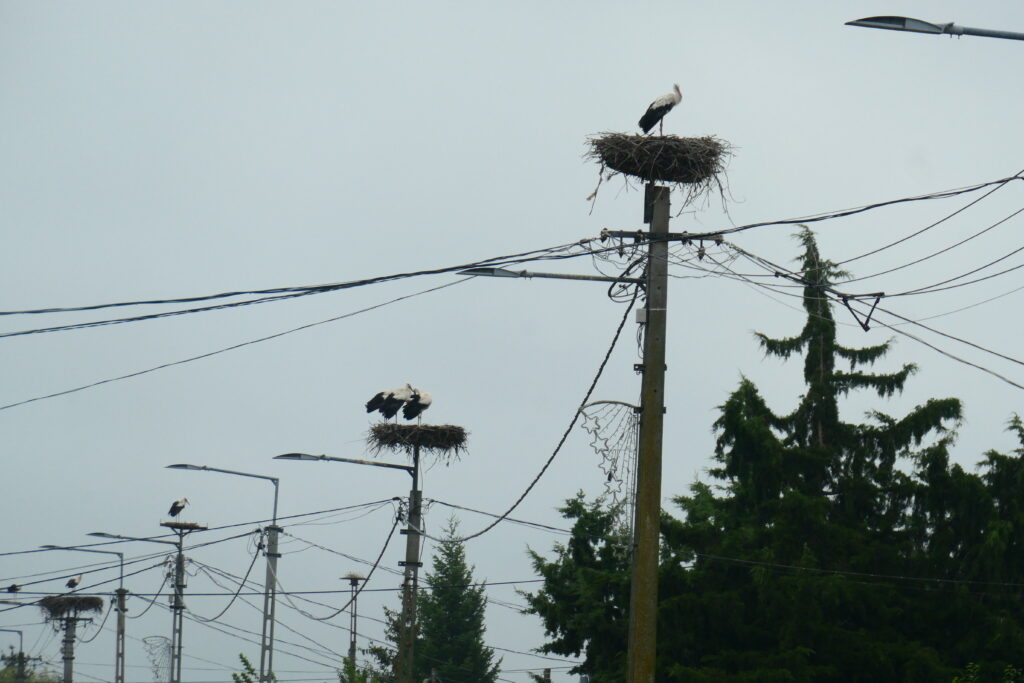 Stork nests on top of the telegraph poles, Hungary
Copyright © letsexplorehere.com