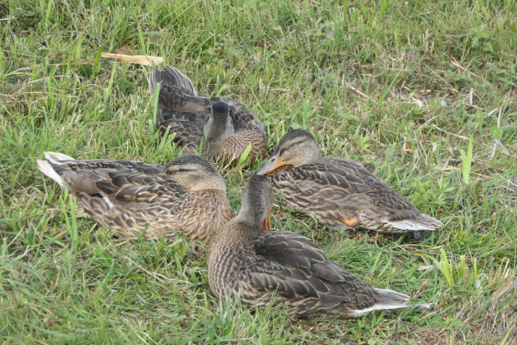 Ducks getting ready for the evening, Latvia
Copyright © letsexplorehere.com
