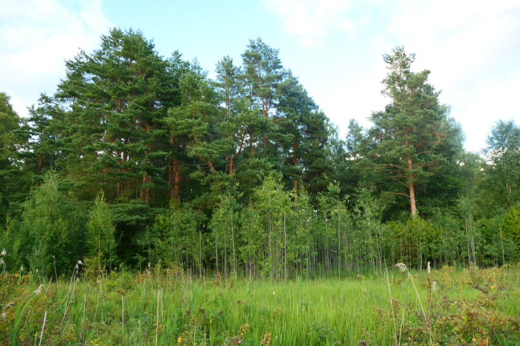 Pretty tree lined lake, Latvia
Copyright © letsexplorehere.com