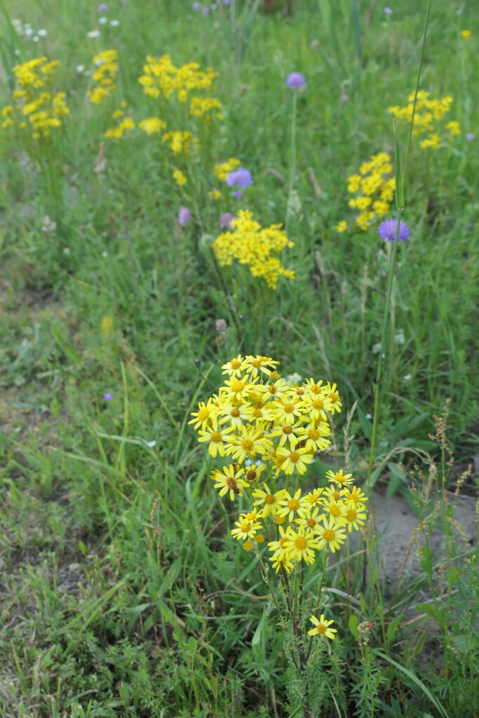 pretty flowers, Latvia
Copyright © letsexplorehere.com