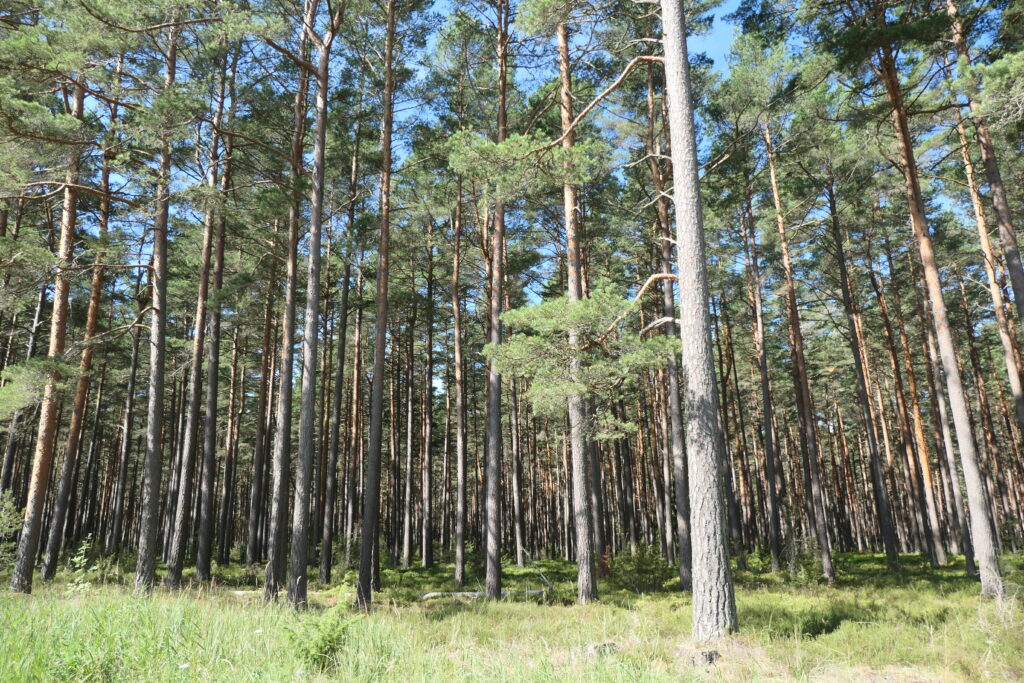 Forest in Mežsētas, Latvia
Copyright © letsexplorehere.com