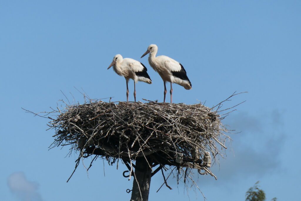 Lovely storks in a nest, Latvia
Copyright © letsexplorehere.com