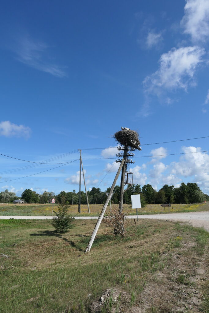 Storks in a nest on top of a telegraph pole, Latvia
Copyright © letsexplorehere.com