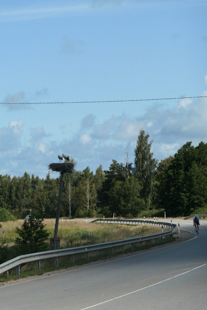 Storks in a nest on top of a telegraph pole leaning into the road, Latvia
Copyright © letsexplorehere.com