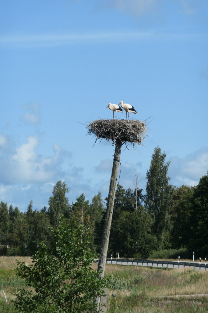 Storks in a nest on top of a telegraph pole, Latvia
Copyright © letsexplorehere.com