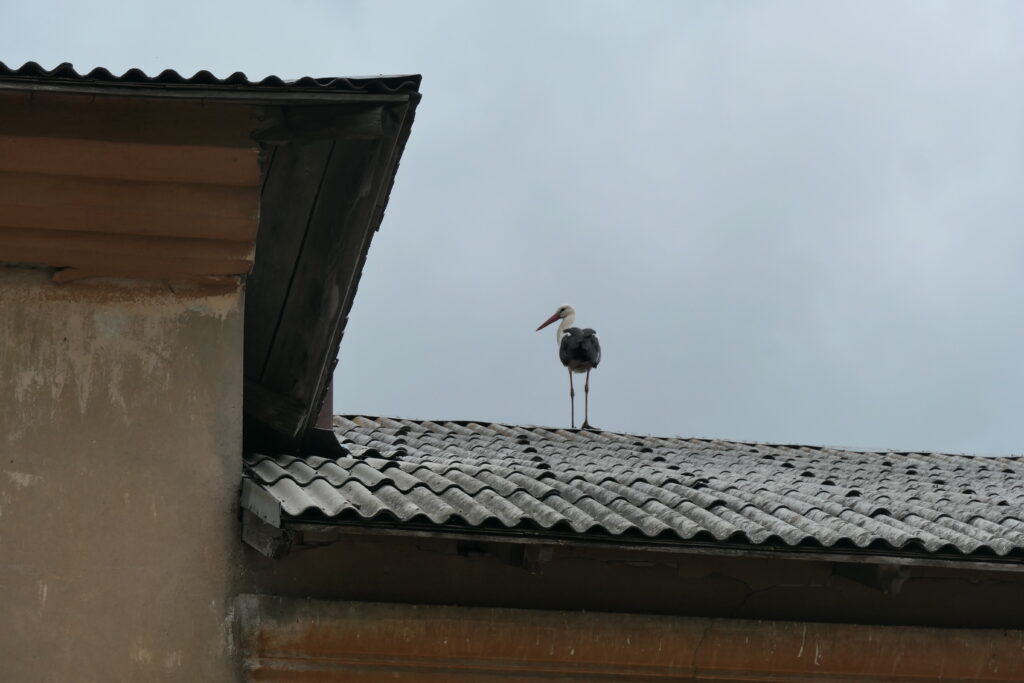 Another stork, on the roof, Latvia
Copyright © letsexplorehere.com