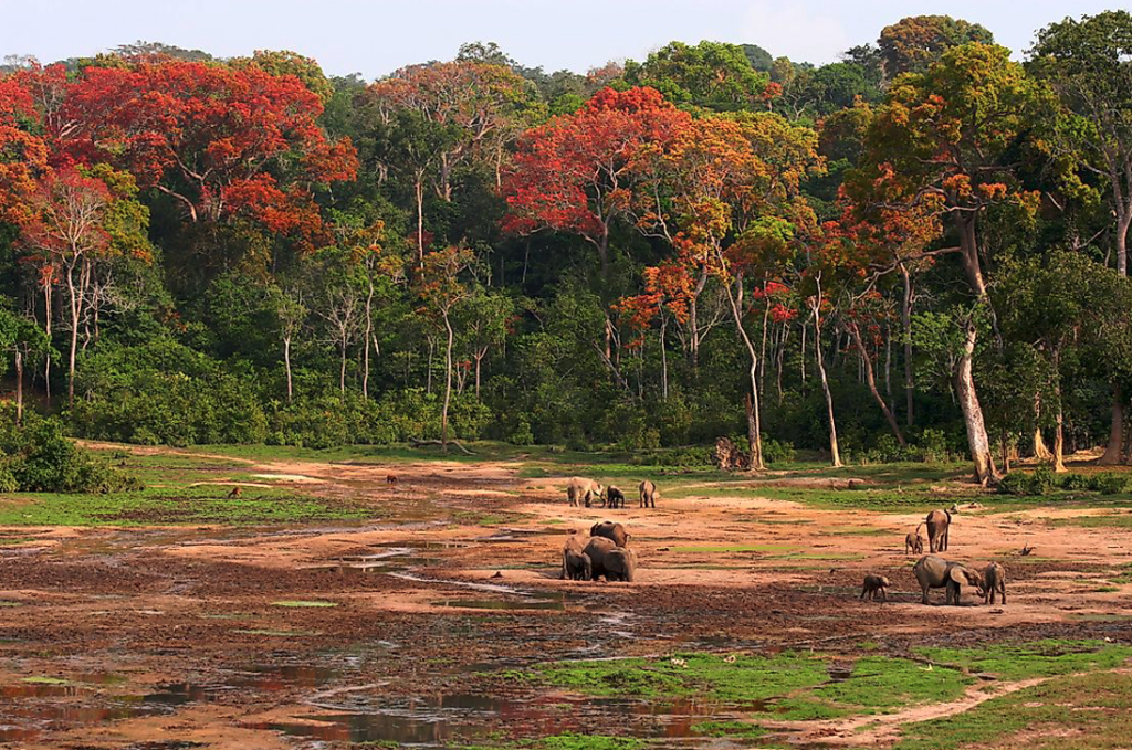Central African Republic
