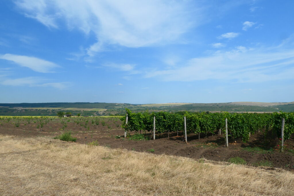 Vineyards in Hîncești, Moldova
Copyright © letsexplorehere.com