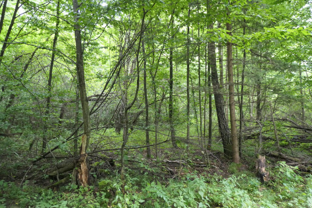 Bialowieza Forest, Poland
Copyright © letsexplorehere.com